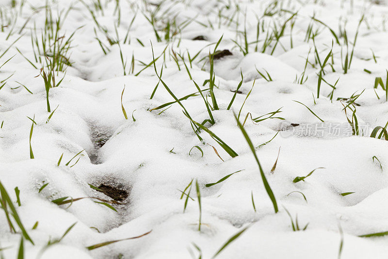 小麦胚芽被雪覆盖的特写