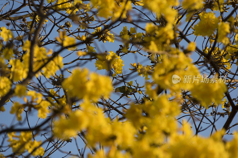 花树_巴西黄冰