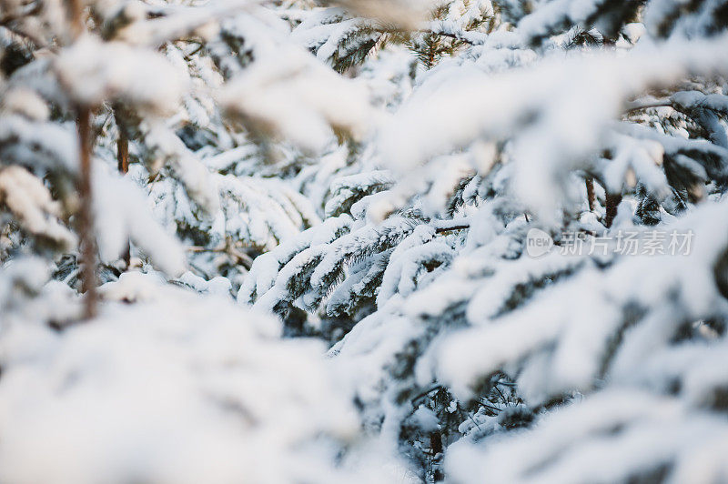 奇妙的冬日森林覆盖着皑皑白雪