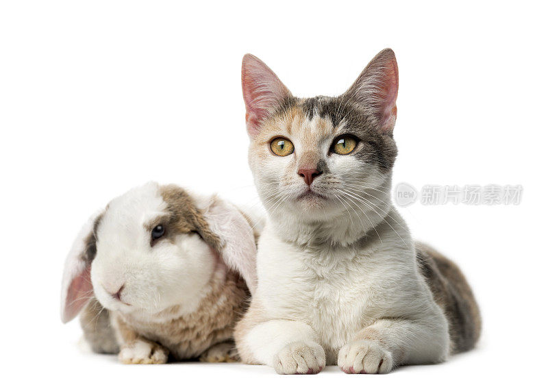 猫和兔子在白色背景前
