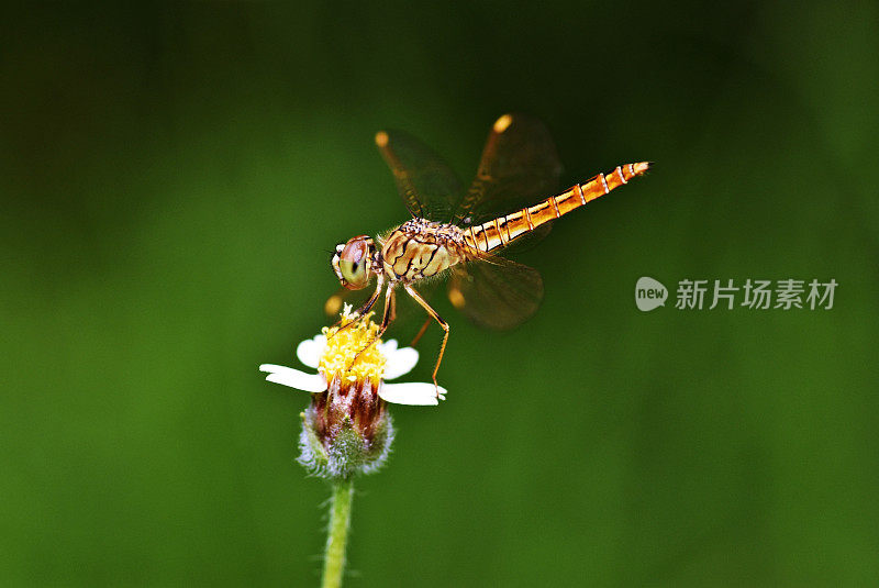 蝴蝶靠近雏菊花。