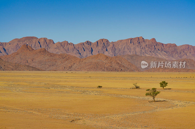沙漠中的树木