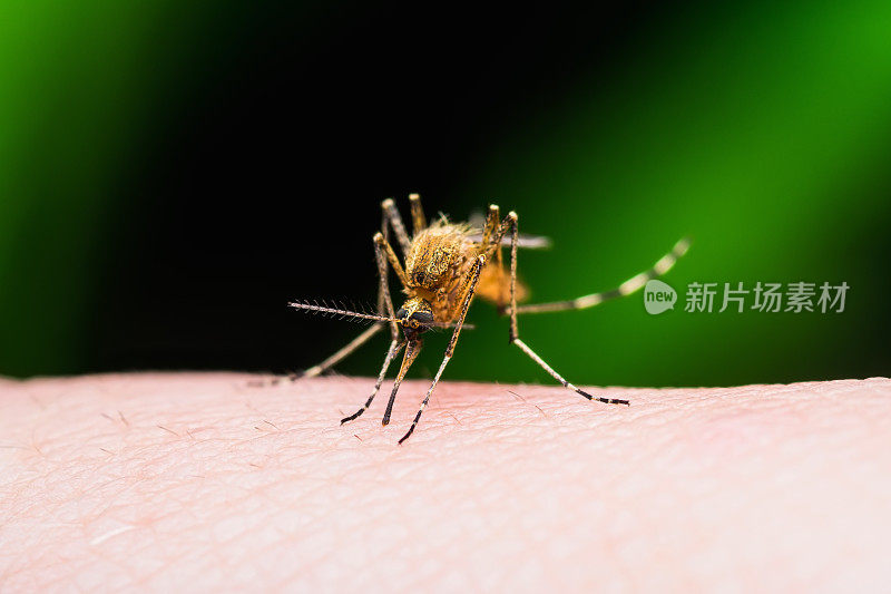 受黄热病，疟疾或寨卡病毒感染的蚊虫叮咬分离在黑色