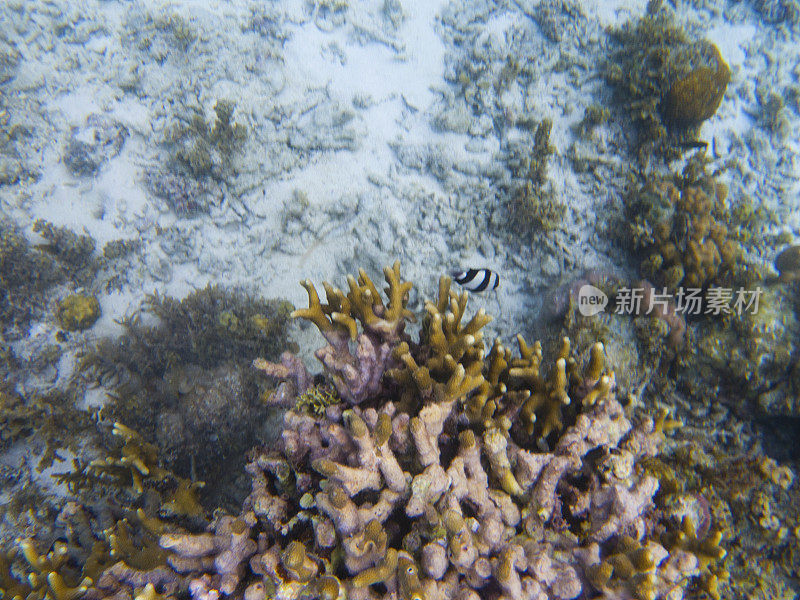 Dascillus殖民地在珊瑚。热带海岸水下照片。