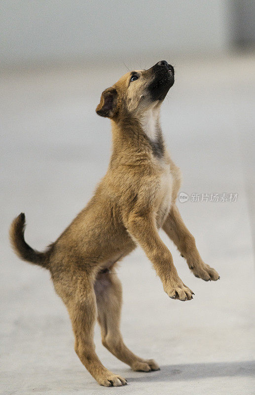 安纳托利亚牧羊犬小狗