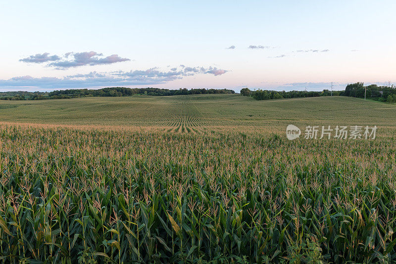 黄昏时分，明尼苏达州，准备收割的玉米地