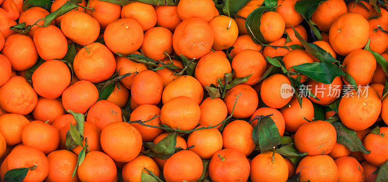 柑橘类水果的背景。新鲜的柑橘(橘子，小柑橘，柑桔)和绿色的叶子。墙纸,海报’