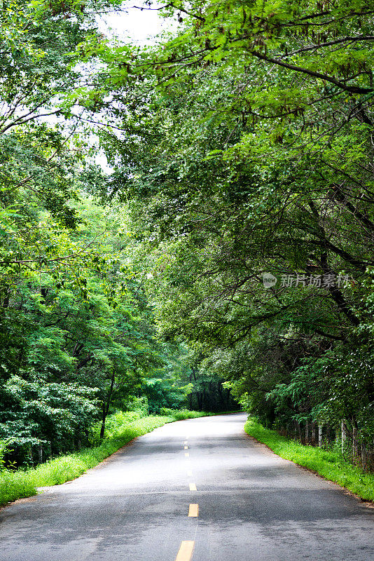 弯路在一片绿色的森林里