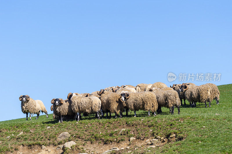 田野里一群长着角的卷曲绵羊