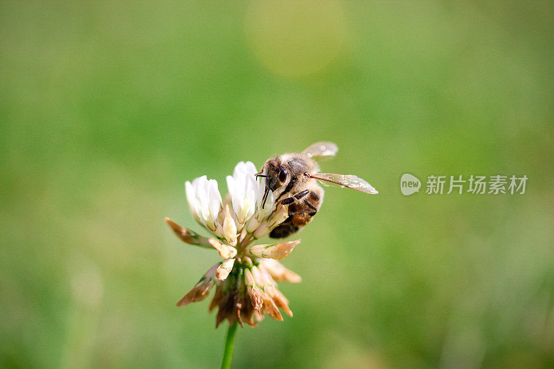 蜜蜂在花上采集花蜜