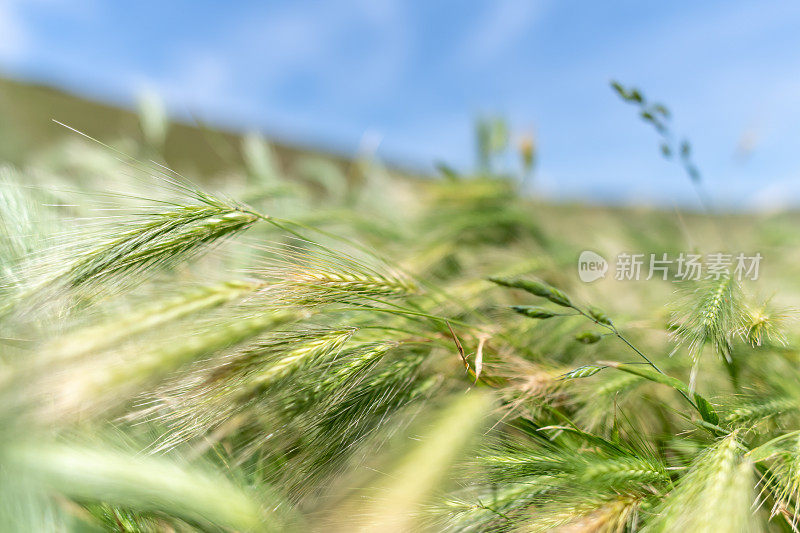 在山坡上种植小麦，夏日的风吹着小麦