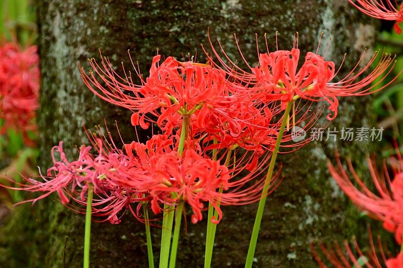 蜘蛛百合花，日高市，日本