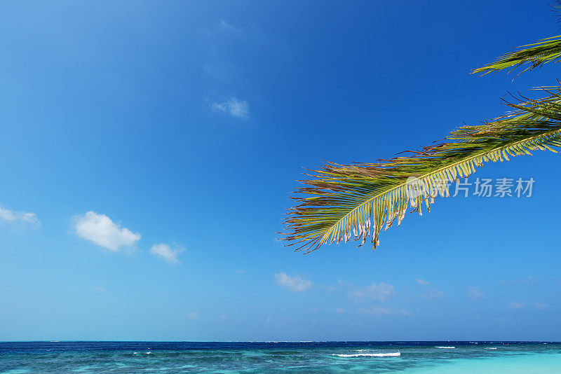 夏季热带背景