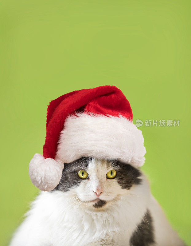 戴着圣诞帽的肥猫