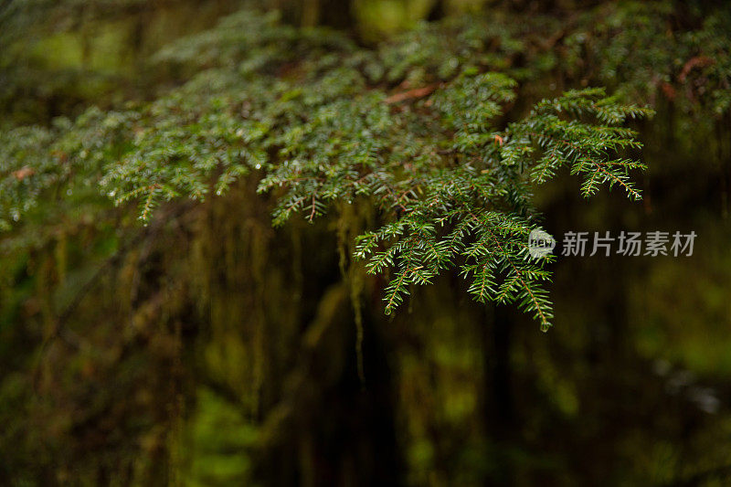 温哥华岛雨林