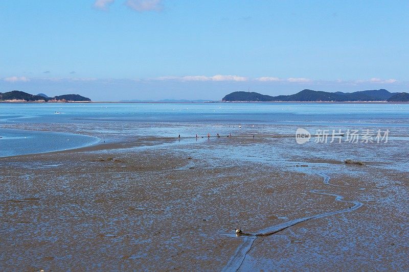 在韩国黄海滩涂Vd741