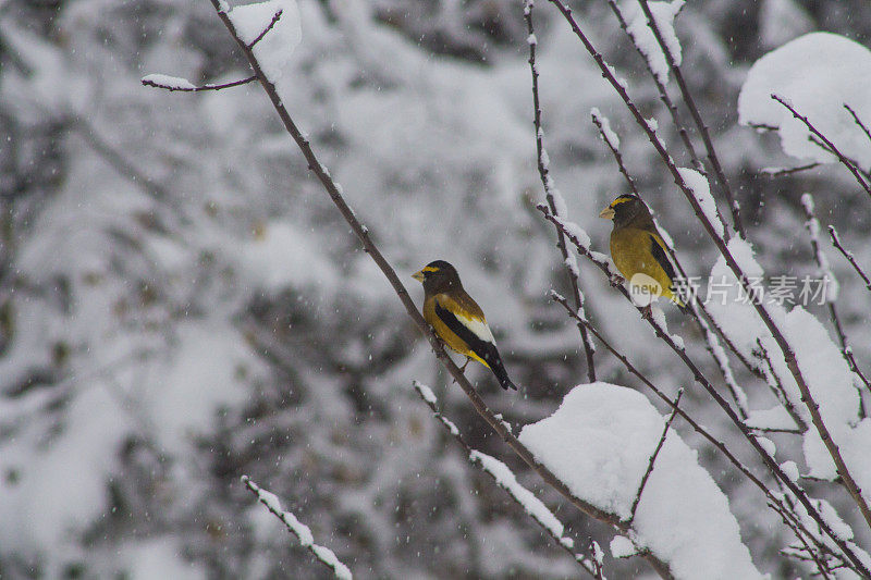 两只晚鸟在雪地里