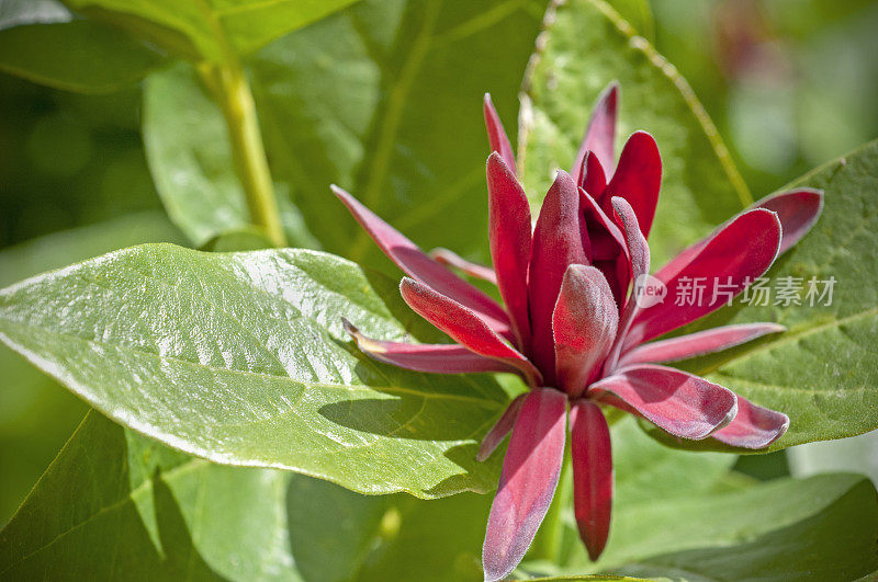 香料灌木的红色花，西花萼