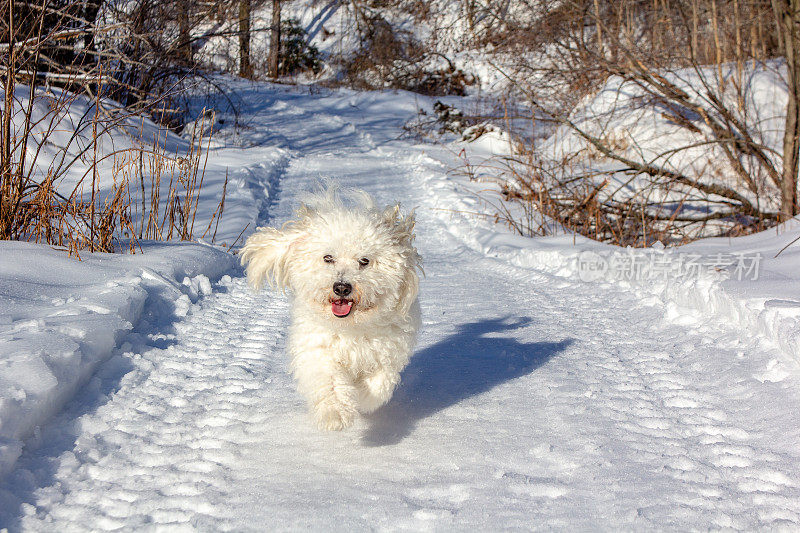 比熊犬在雪地上奔跑。冬天的晴天。