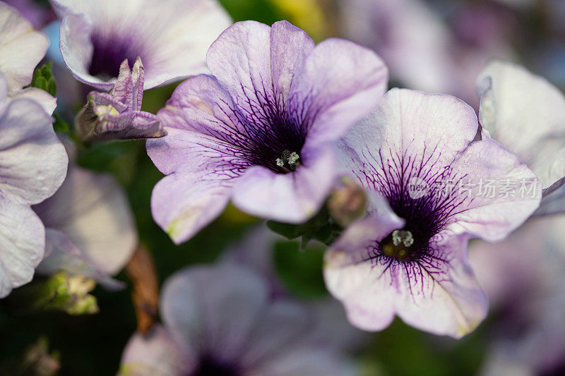 淡紫色喇叭花