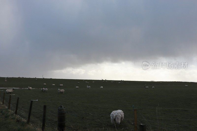 阴天下，羊群在田野里