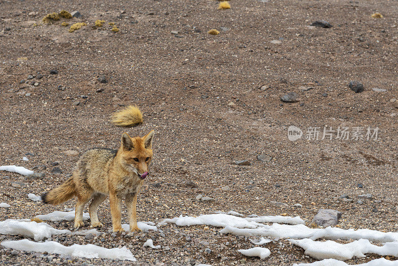 安第斯狐狸-野生动物