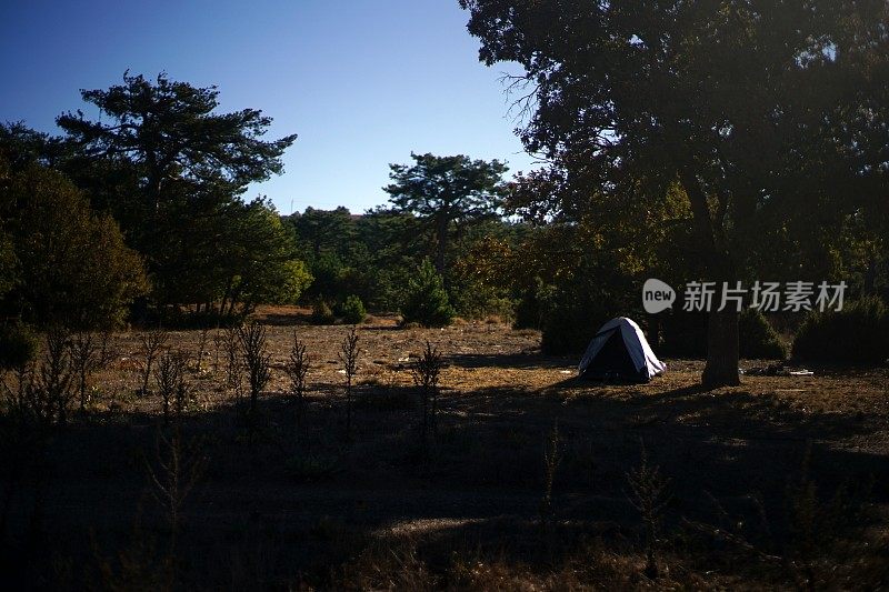 森林和树木细节