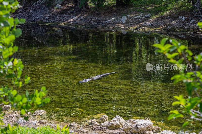佛罗里达大沼泽地里的鳄鱼