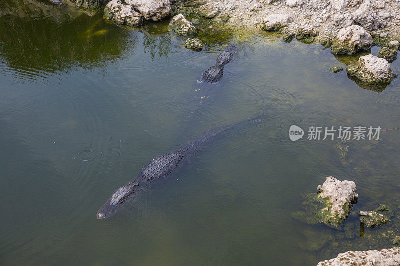 佛罗里达大沼泽地里的短吻鳄