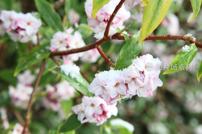 达芙妮odorata