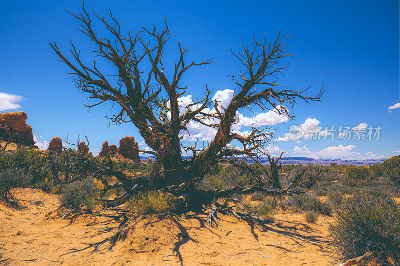 犹他州沙漠中的老杜松树