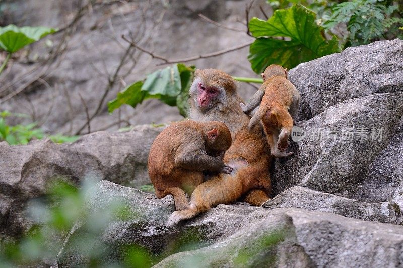 三个休闲的猴子