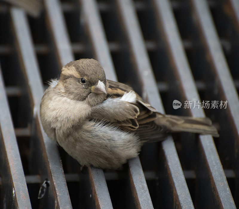 麻雀想暖和起来。