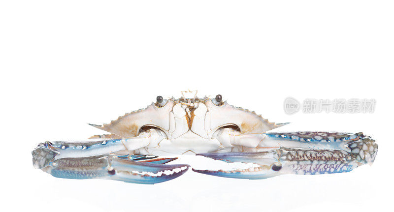 白色背景上的蓝蟹(花蟹、青泳蟹或沙蟹)