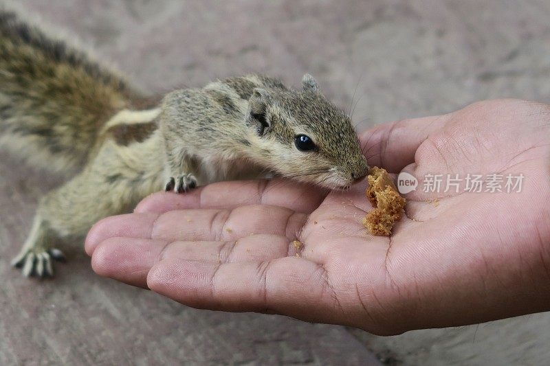 这是印度北方邦阿格拉堡花园中，印度棕榈松鼠、讨厌的啮齿动物正在吃饼干屑