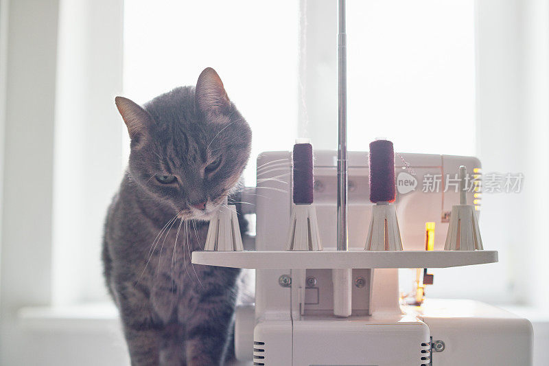 近距离的猫嗅着家里的缝纫机