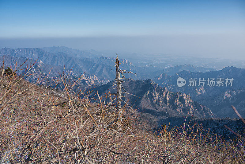 冬峰的枯树