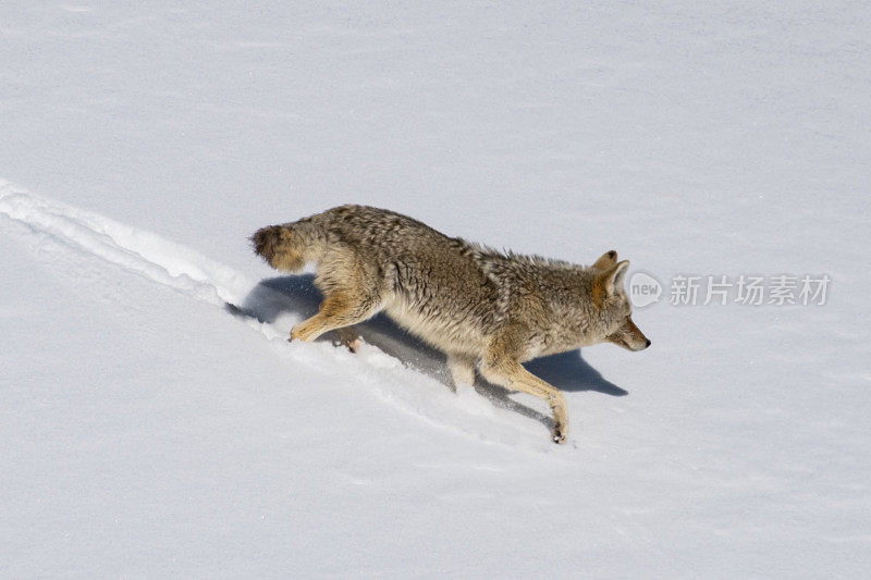 在黄石公园，一只土狼正在穿越三月深冬的积雪