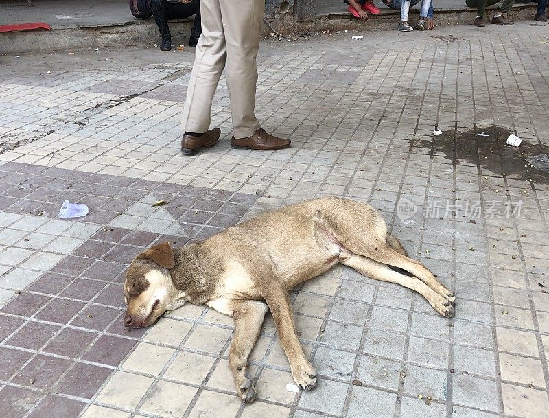 印度德里尼赫鲁大街上悲伤的流浪狗，无家可归的杂种狗在睡觉