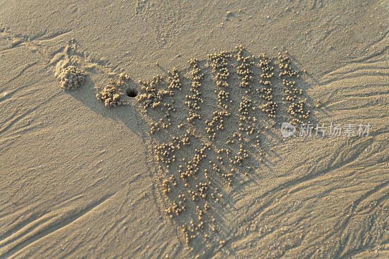 沙泡蟹的巢在入口处有小沙球的图案