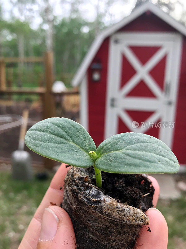 黄瓜苗在泥炭盆中，准备春季种植