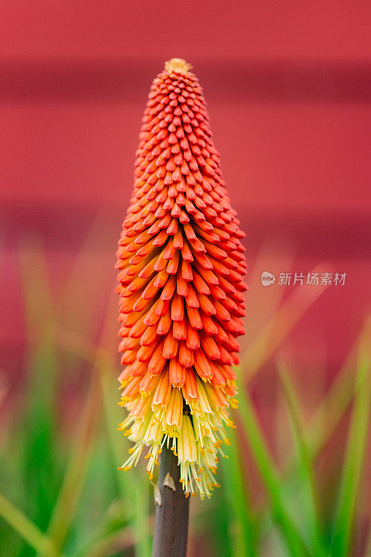 火红的扑克牌花，火炬莉莉，在一个红色的谷仓前