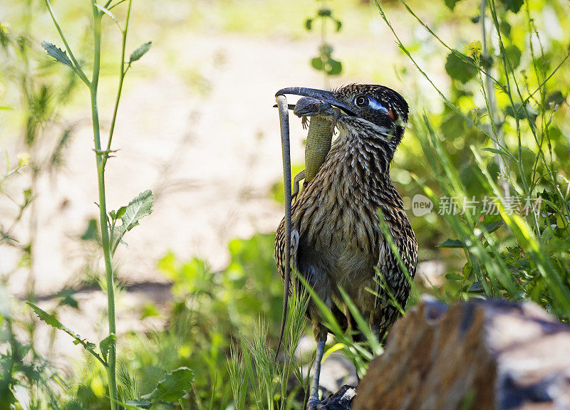 走鹃捉蜥蜴