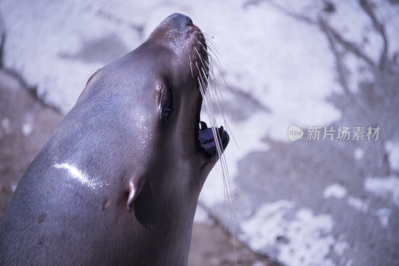 加利福尼亚海狮的叫声