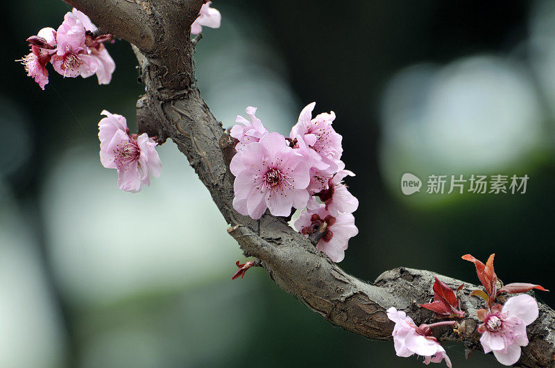 春天盛开的樱花