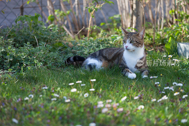 躺在鹅肝里的猫