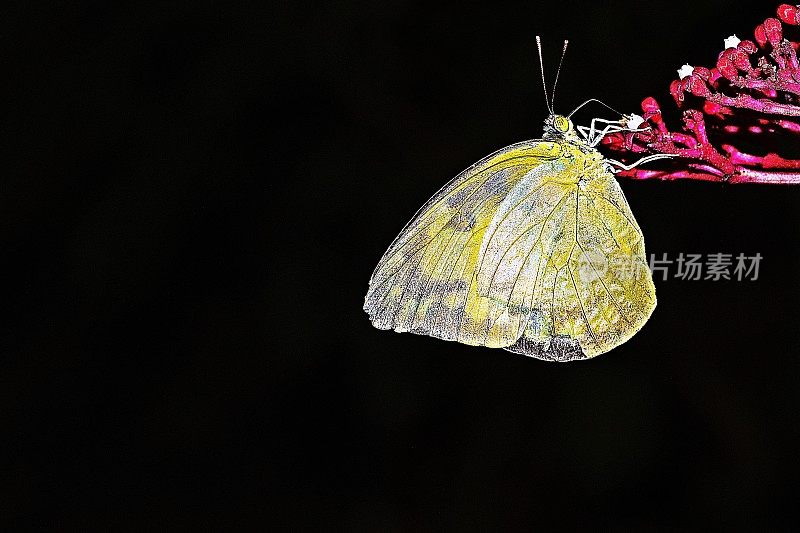 蝴蝶喝果汁从花背景模板。