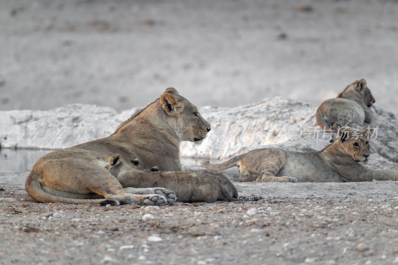 纳米比亚Etosha国家公园，母狮正在抚育幼狮。