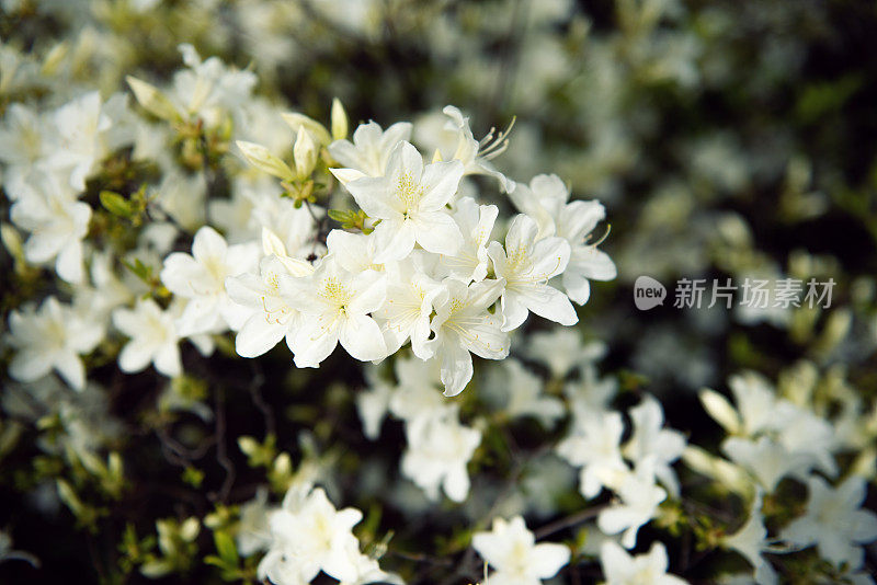 在植物园的花和芳香植物:一丛白色杜鹃花，杜鹃花