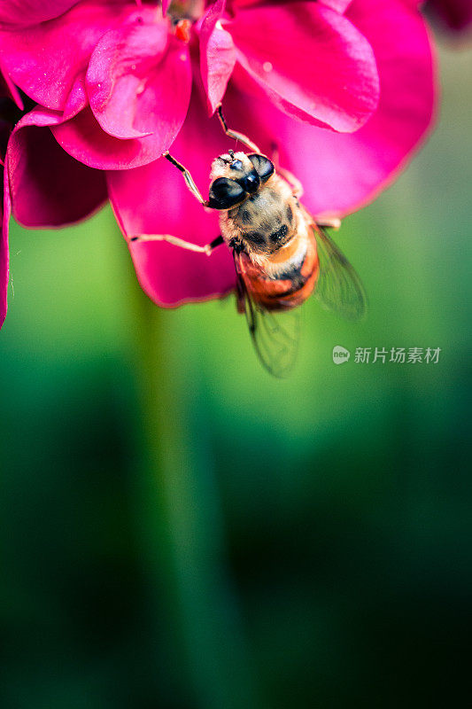 蜜蜂为粉红色花朵授粉的特写镜头